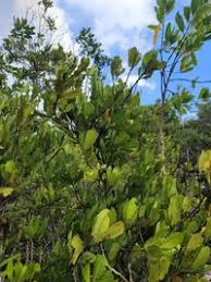 Image result for Brexia madagascariensis