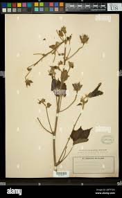 Image result for Hibiscus physaloides