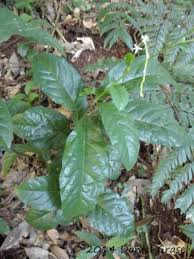 Image result for Petiveria