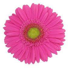 Hot Pink Gerbera Daisy Flower Fiftyflowers Com Pink Gerbera Gerbera Daisy Pink Wedding Flowers