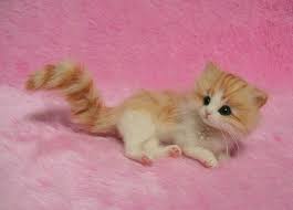 Cats, exif data (metadata), mammals, pets, wallpaper/background Pink Fluffy Cute Kitten Cute Cat Images Kitten