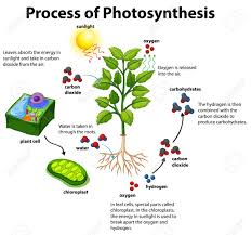Photosynthesis, the process by which green plants and certain other organisms transform light energy into chemical energy. Diagram Showing Process Of Photosynthesis With Plant And Cells Royalty Free Cliparts Vectors And Stock Illustration Image 143161517