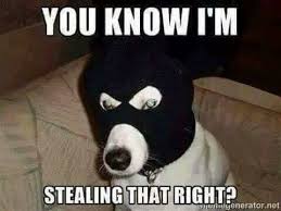 Stealing Your Meme Meme Thief Funny Memes Sarcastic Animal Humour Funny Animal Photos