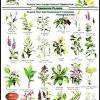 Learning which plants are compatible in april, the show begins with native wildflowers and spring bulbs for spring's debut. Https Encrypted Tbn0 Gstatic Com Images Q Tbn And9gctfovnflzzmrafhadejkq Iar8qiwo6t3bdvz4l11 1w0caqbpo Usqp Cau