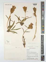 Image result for Blepharis reekmansii