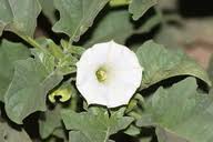 Image result for Datura ferox