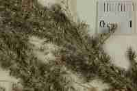 Image result for Enneapogon cenchroides