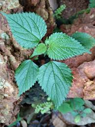 Image result for Tragia rupestris