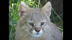 Pampas cats, leopardus colocolo, have an expansive geographic range. Colo Colo English Name Colocolo Pampas Cat Pajero Youtube
