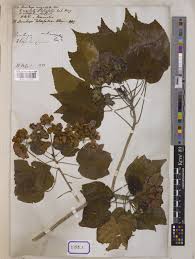 Image result for Dombeya acutangula