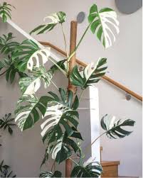 Monstera Deliciosa Variegatathai Constellation Bonsai Seeds Image 1 Best Indoor Plants Plant Decor Indoor Indoor Plants