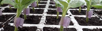 The added piece is called the scion. Grafting Clips For Horticulture Royal Brinkman