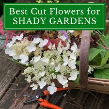 We did not find results for: Best Cut Flowers For Shady Gardens Longfield Gardens