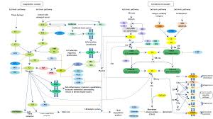 Image result for Complement Pathway