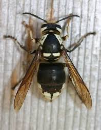 Black And White Wasp Identification Pin On B W Animalia