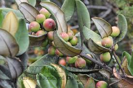 Image result for Sapotaceae