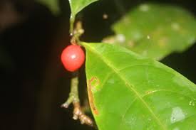 Image result for Allophylus abyssinicus