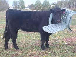 20 Animals Having Bad Day Bemethis Cows Funny Funny Cow Pictures Funny Animal Pictures