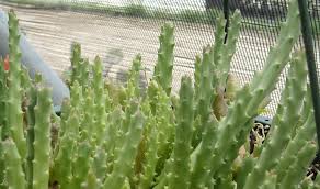 Image result for Stapelia