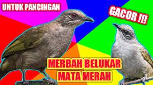 Dna merupakan singkatan dari deoxyribo nucleic acid yang tentunya berbeda antara jenis burung cucak ijo betina dan jantan. Jogjog Lumut Herunterladen