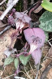 Image result for Ceropegia meyeri-johannis