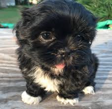 Primerna pasma prav za vsak dom. Joy S Shih Tzu S Pomeranian And Labrador Puppies Facebook