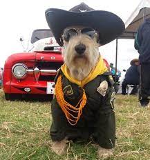 20 Adorable Animals That Are Also Police Crime Fighters Best Life Azul The Schnauzer Dog Cute Animals Adorable Police Crime