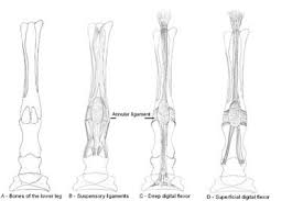 It is less of ligament and actually a continuation of the quadriceps tendon. Anatomy And Physiology Of Equine Tendons And Ligament Holistichorse Com
