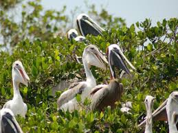 Today, let us be closer to nature and learn a lot of interesting facts about pelicans. Fun Facts About Pelicans Banana Bay Ecological Tours In Fort Myers