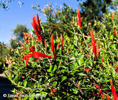 Image result for Aeollanthus ukamensis