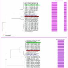 However, growing through the use of tumblr and instagram, it has soon become slang. Pdf Genetic Diversity Of Potyviruses Associated With Tulip Breaking Syndrome