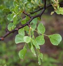 Image result for Commiphora tenuipetiolata