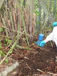 In fact, it grows so quickly that knotweed is difficult to contain and spreads easily from one site to another. Japanese Knotweed Removal How To Kill Guide