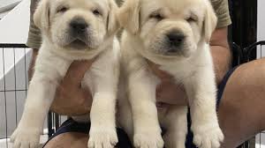 Lab puppies should be stocky and well proportioned, in the same ratios as the breed standards for adults. 13 Labrador Puppies Born At Bergen County Veterinary Center Are Thriving