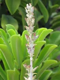 Image result for kalanchoe thyrsiflora
