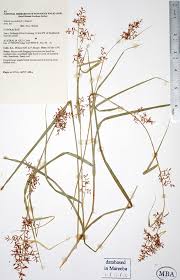 Image result for Scleria tessellata