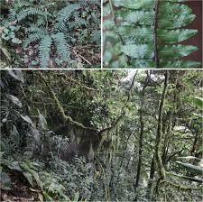 Image result for Asplenium bugoiense