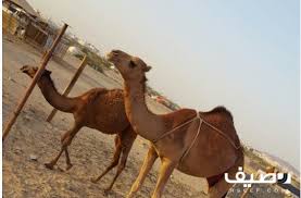 Pin On اعلانات رصيف