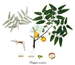 Image result for Ebenaceae