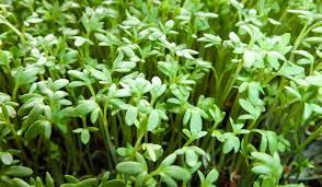 Top 11 Garden Cress Seeds Benefits Halim Seeds Men S Welfare Seeds Benefits Benefits Of Gardening Herbs
