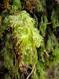 Image result for Polyphlebium borbonicum