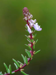 Image result for Aeollanthus subacaulis