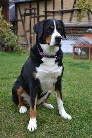 Jump to navigation jump to search. Animals Animalsbeautiful Animalscutest Animalsfunny Animalswild Tiere Tierebasteln Ti Schweizer Sennenhund Grosser Schweizer Sennenhund Grosser Schweizer