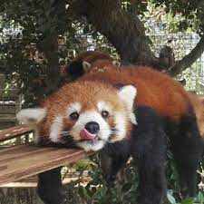 An Adorable Red Panda Cute Animals Cute Baby Animals Animals Beautiful