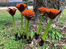 Image result for Scadoxus puniceus