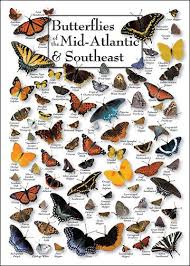 Butterflies Of The Mid Atlantic And Southeast Butterfly