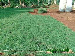Harga tukang taman/pasang taman/taman minimalis /jasa buat taman /. Tukang Rumput Bekasi Jual Rumput Di Bekasi Harga Murah