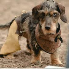 Maybe you would like to learn more about one of these? Stacie S Charming Doxies Home Facebook