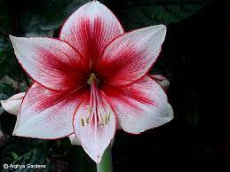 Amaryllis Hippeastrum Temptation Flower Quotes Amaryllis Amaryllis Tattoo