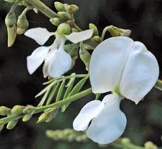 Image result for Tephrosia polystachya